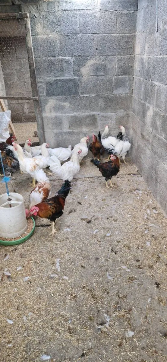 Roosters €5 - Image 2