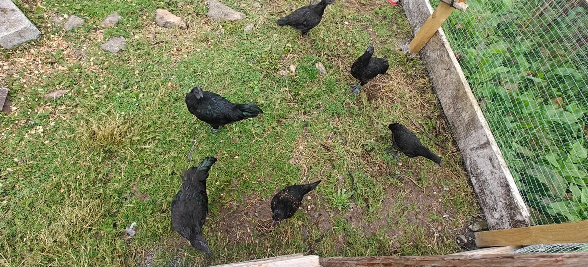 Ayam Cemani Cockeral - Image 2