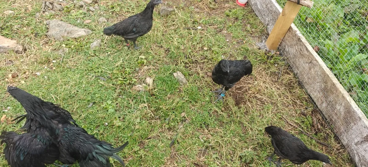 Ayam Cemani Cockeral - Image 3