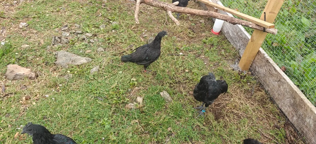 Ayam Cemani Cockeral - Image 4