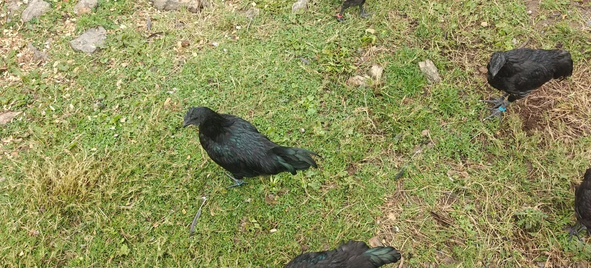 Ayam Cemani Cockeral - Image 3