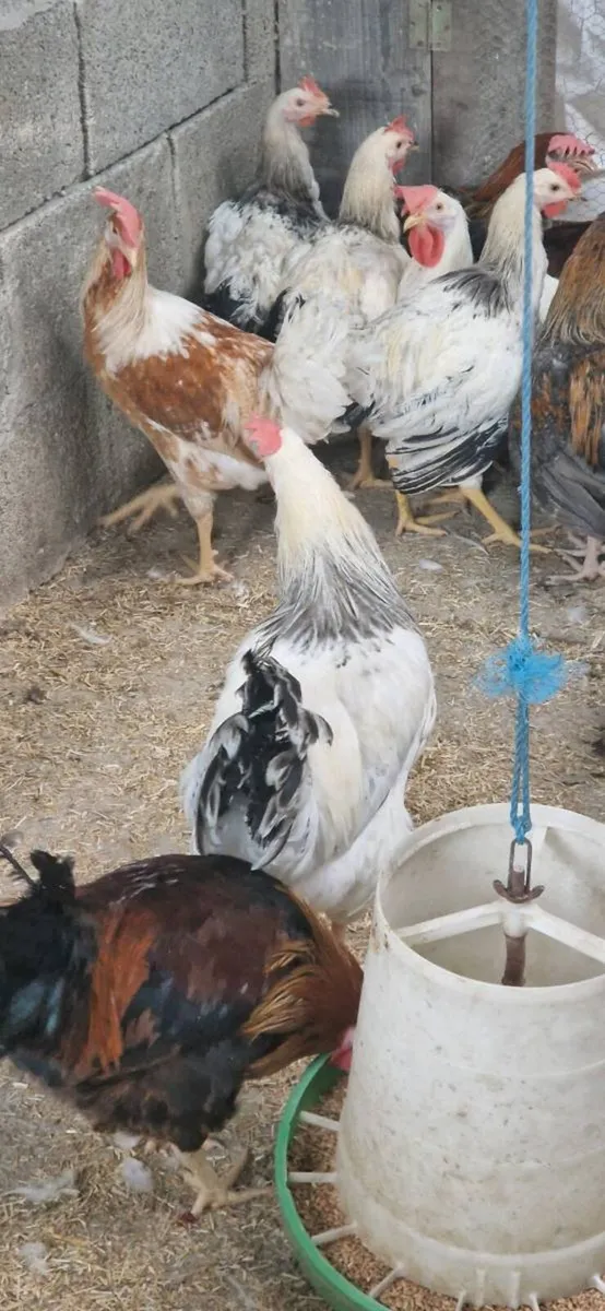 Roosters €5 - Image 3