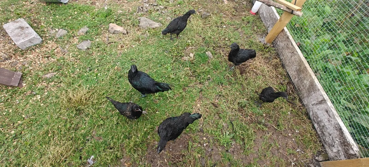 Ayam Cemani Cockeral - Image 4