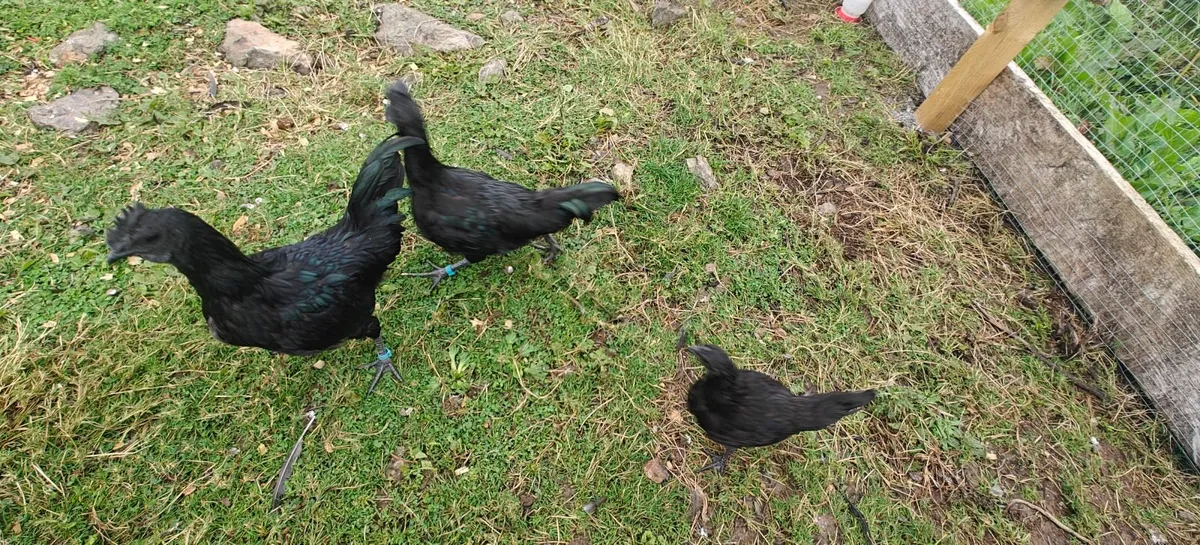 Ayam Cemani Cockeral - Image 1