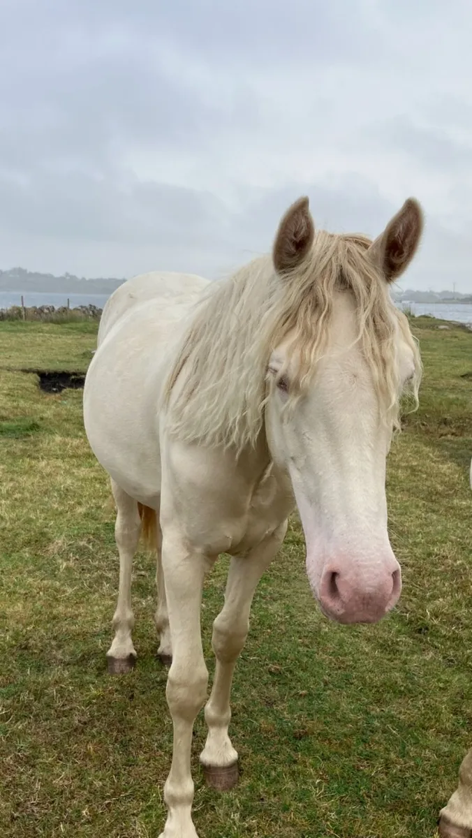 Connemara Yearling filly’s - Image 1