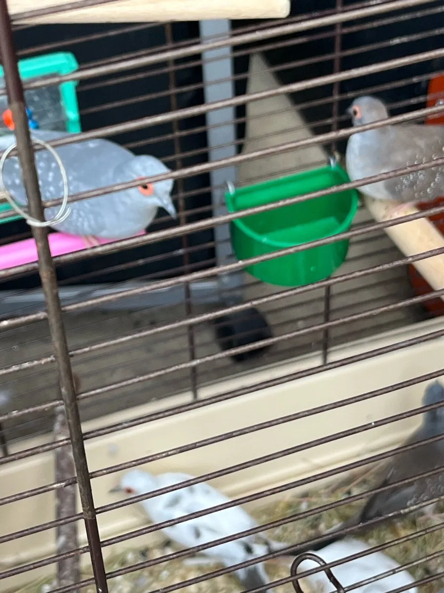 Birds - Image 1