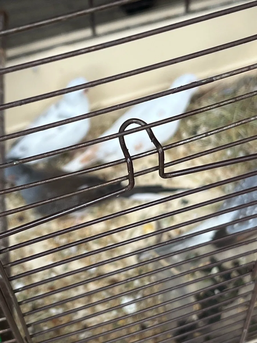 Birds - Image 3