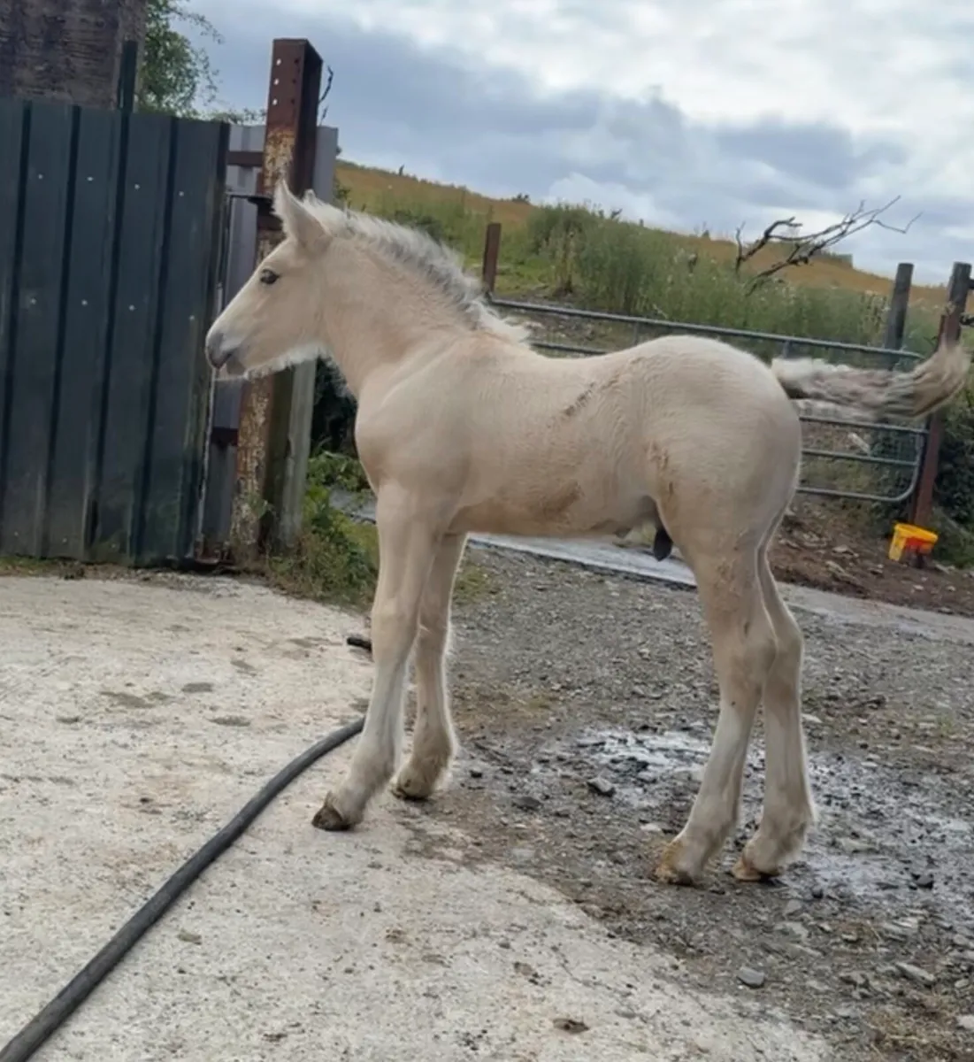 Top Irish cob colt foal - Image 4