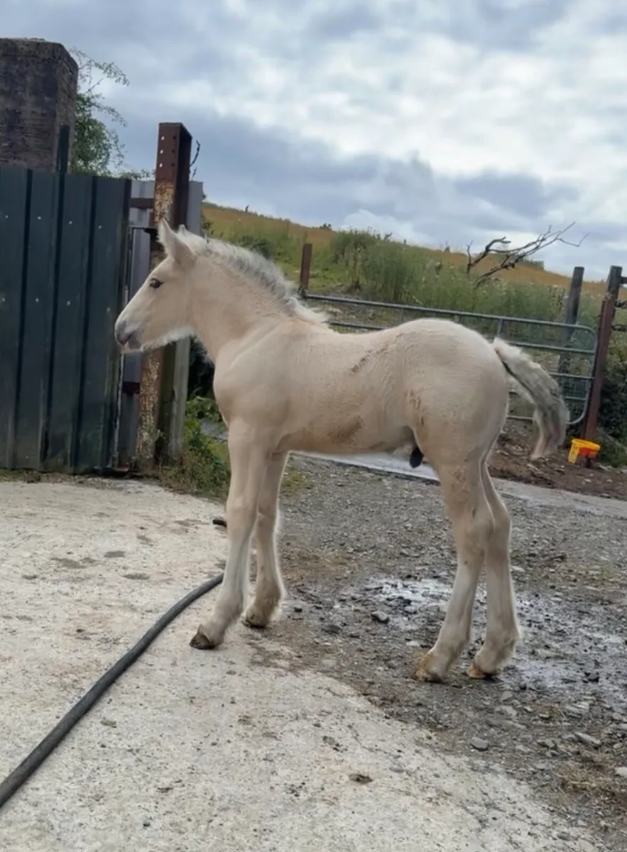 Top Irish cob colt foal - Image 1