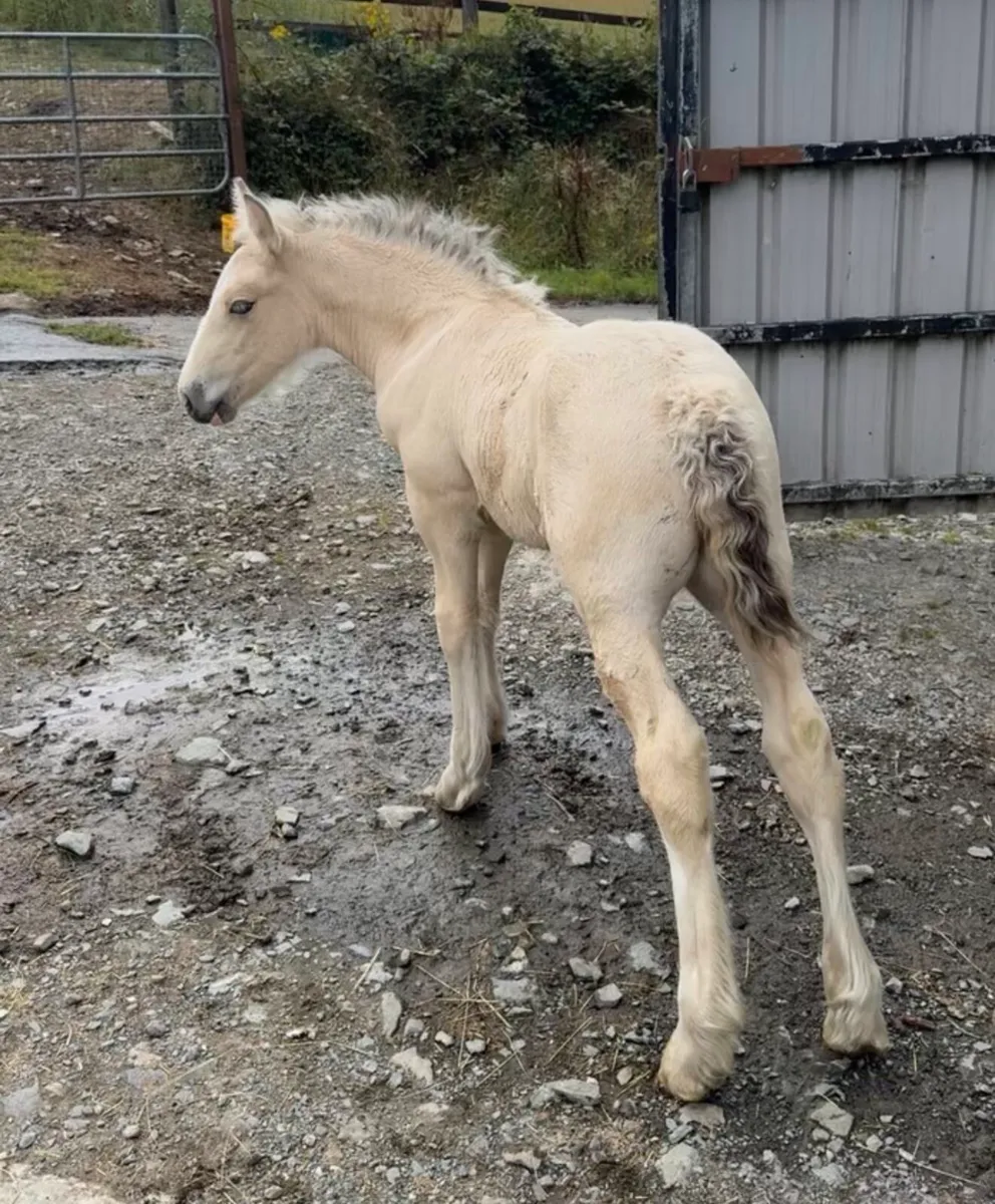 Top Irish cob colt foal - Image 2