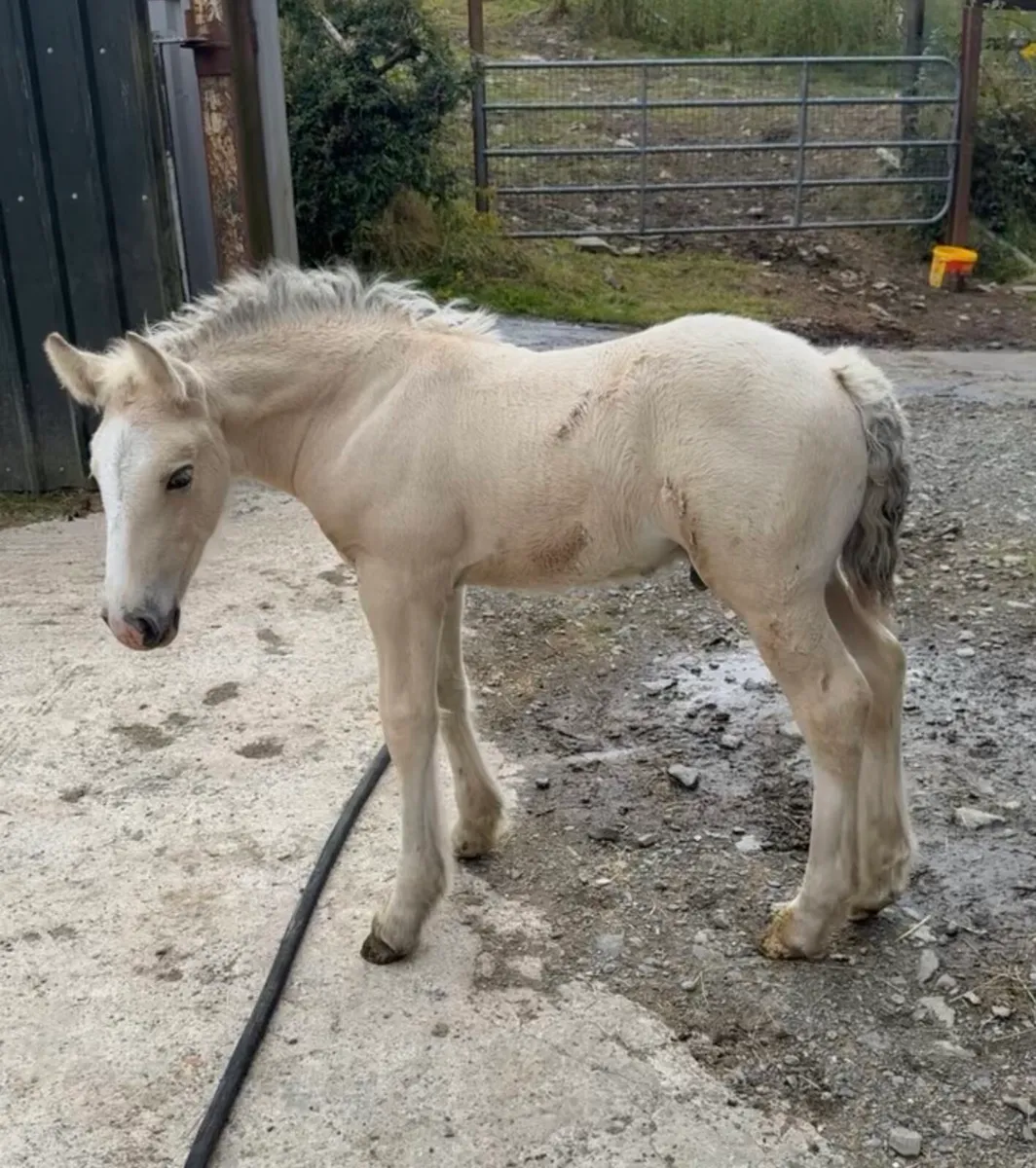 Top Irish cob colt foal - Image 3