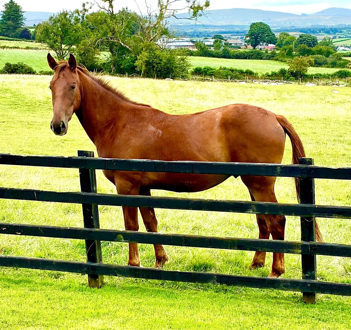 2YO Gelding - Image 1