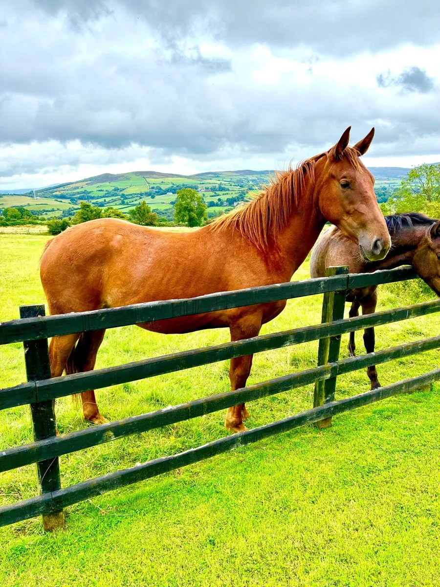 2YO Gelding - Image 3