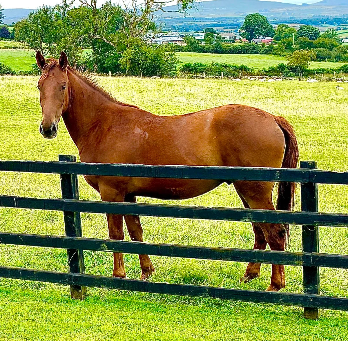 2YO Gelding - Image 2