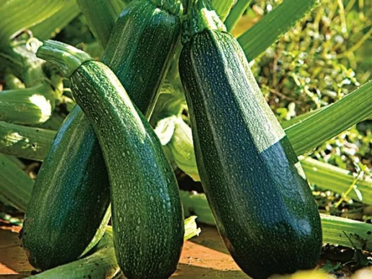 Organic Courgettes and Cucumbers - Image 1
