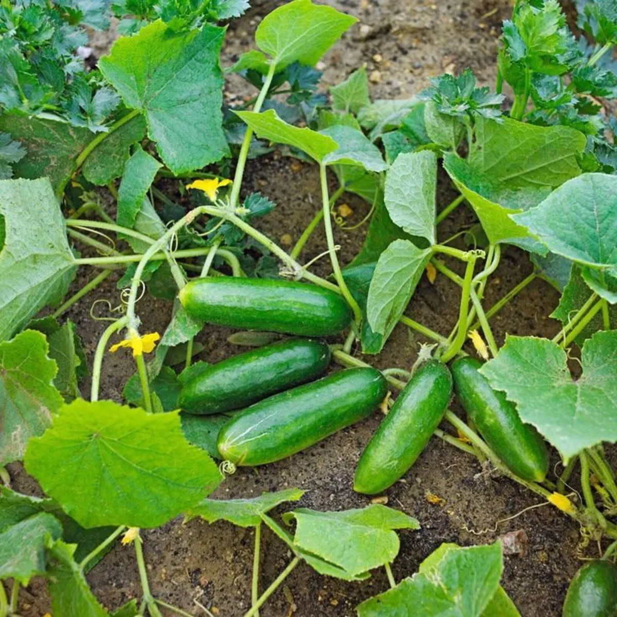 Organic Courgettes and Cucumbers - Image 2