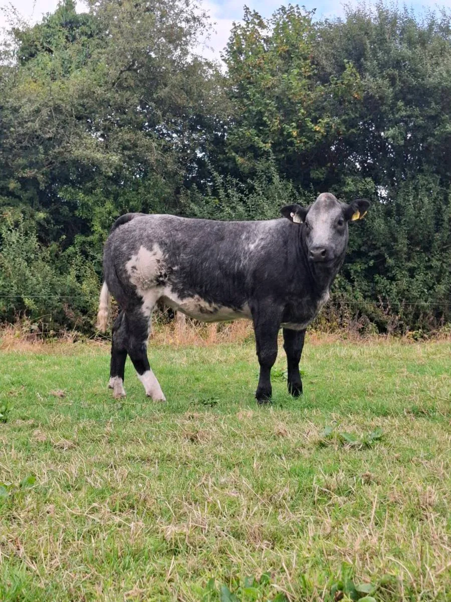 🌟 Ballinasloe Mart show and sale🌟 - Image 1
