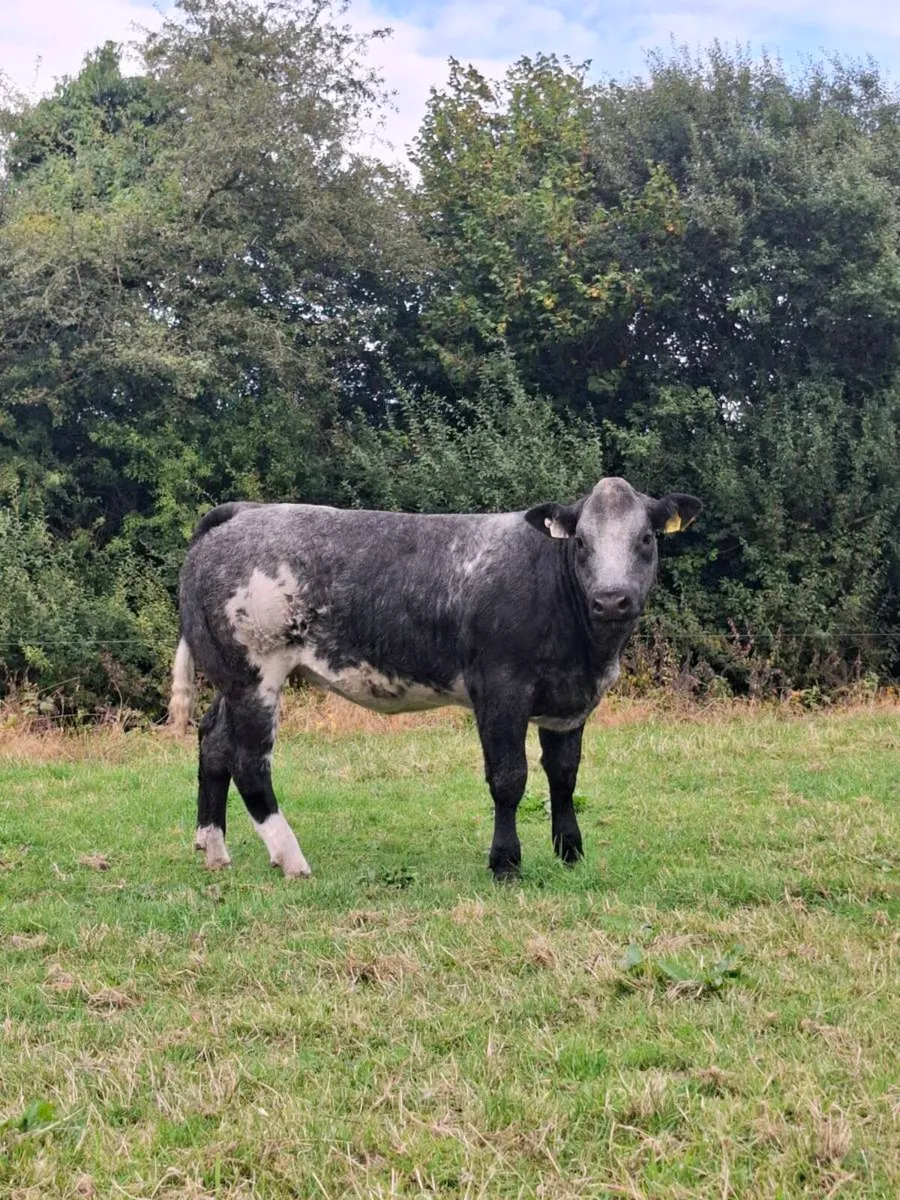 🌟 Ballinasloe Mart show and sale🌟 - Image 2