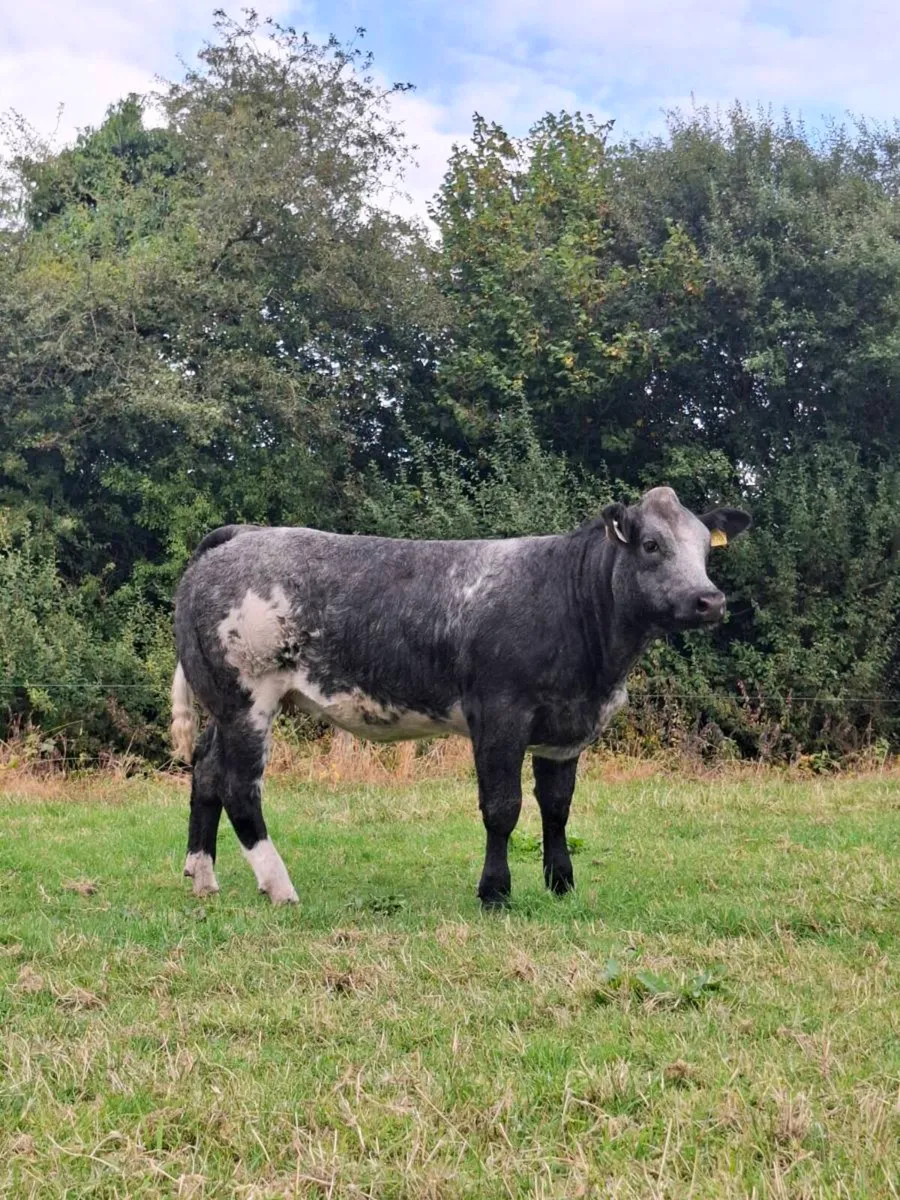 🌟 Ballinasloe Mart show and sale🌟 - Image 3