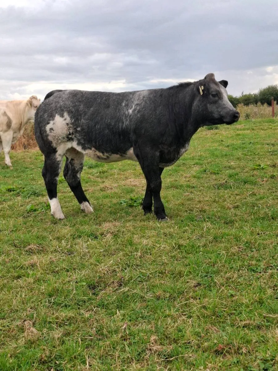 🌟 Ballinasloe Mart show and sale🌟 - Image 4