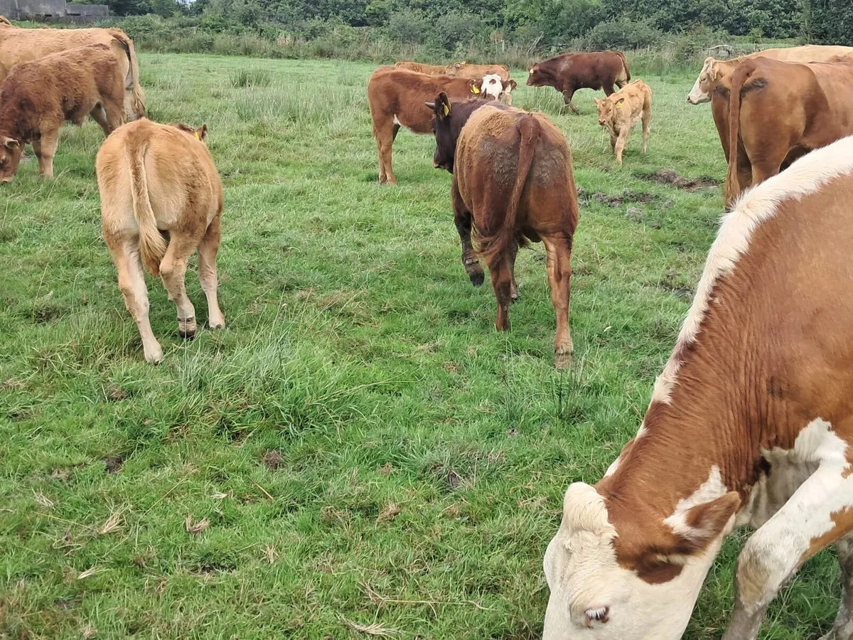 Organic limosin Bull weanling - Image 2