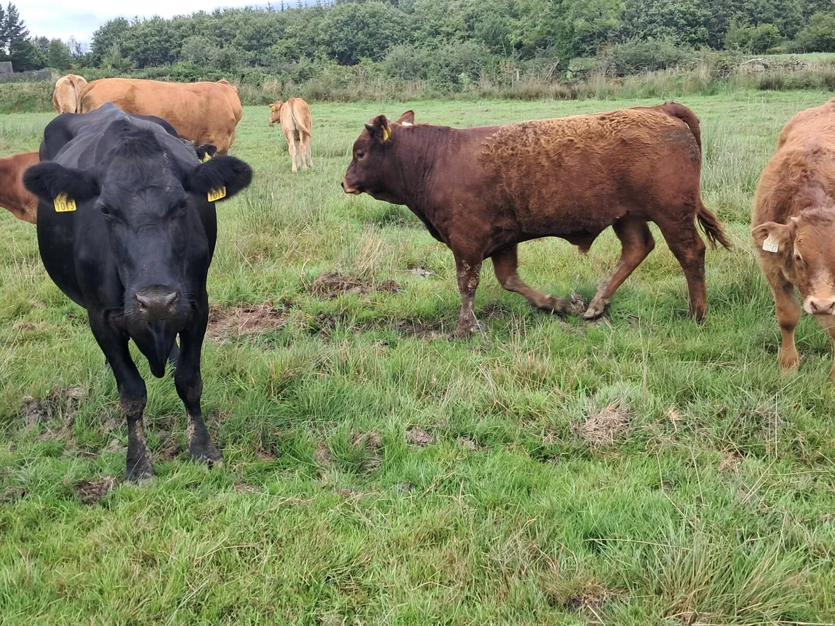 Organic limosin Bull weanling - Image 3