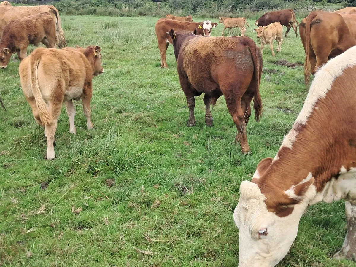 Organic limosin Bull weanling - Image 4