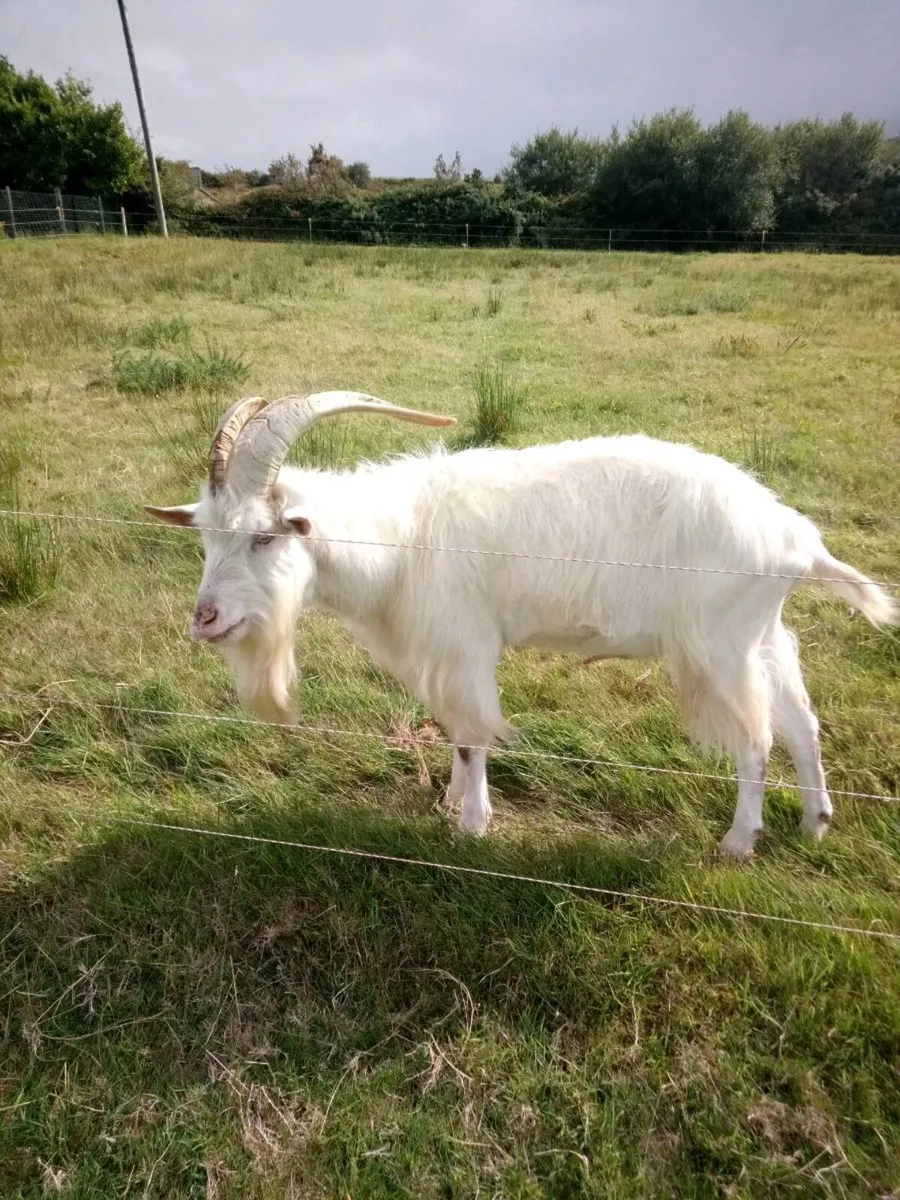 Breading puck Goat - Image 2