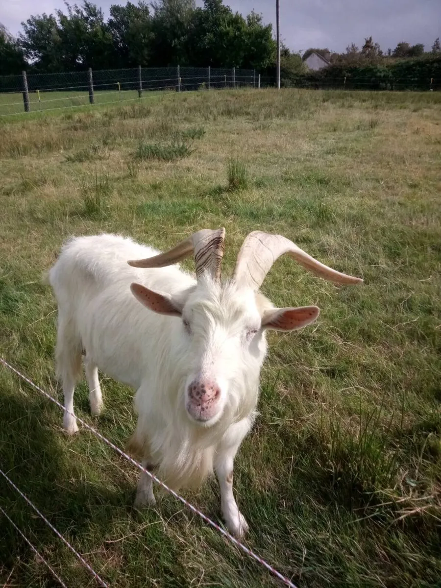 Breading puck Goat - Image 1