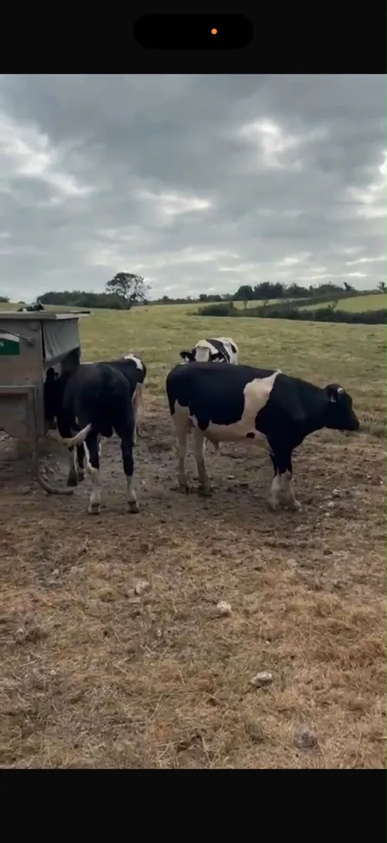 Friesian bull - Image 1