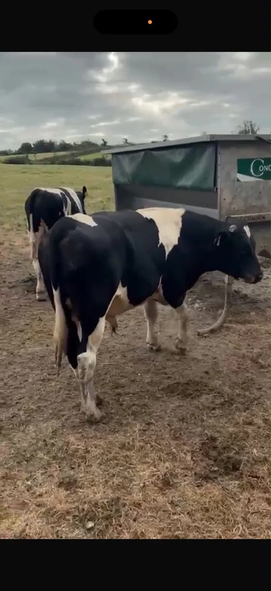 Friesian bull - Image 2