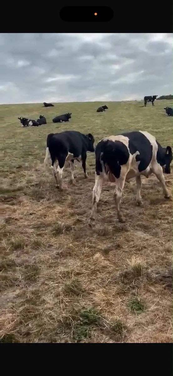 Friesian bull - Image 3