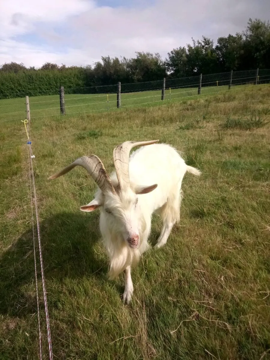 Breading puck Goat - Image 3