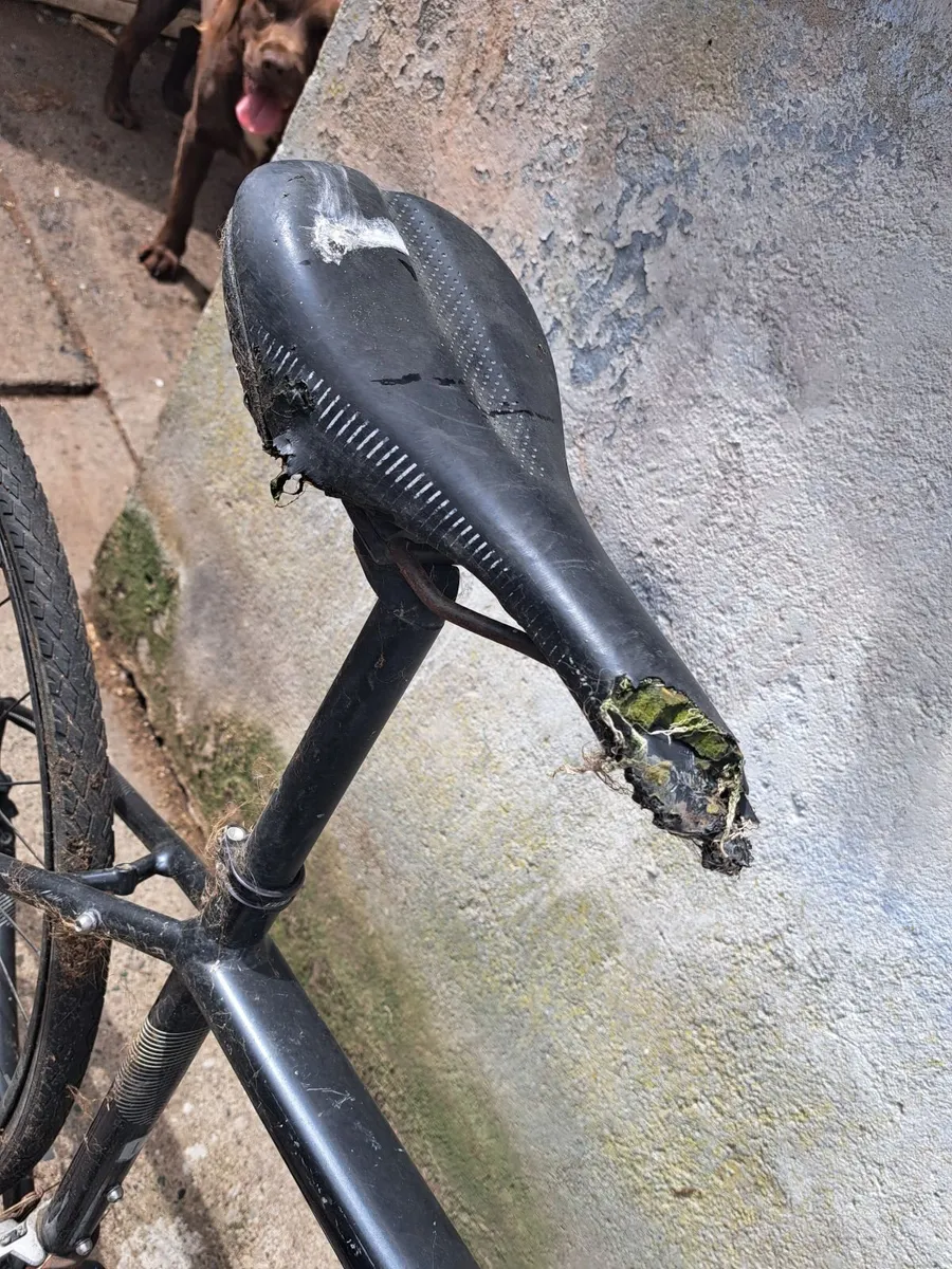 Bike - Image 2