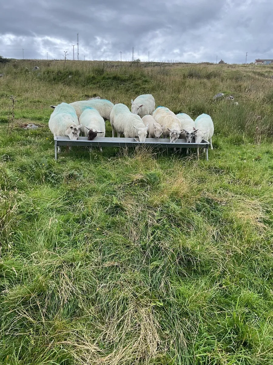 Sheep - Image 1