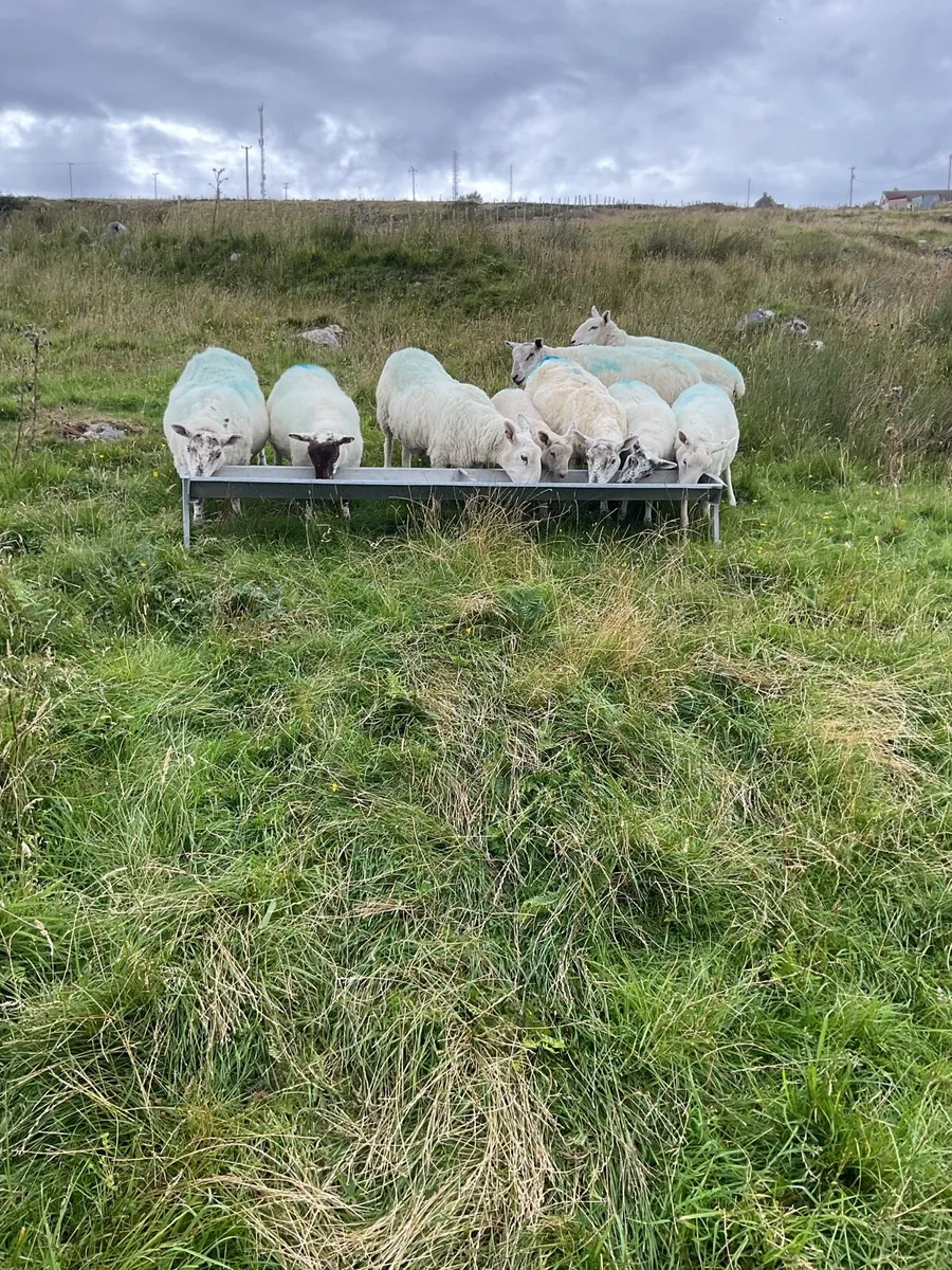Sheep - Image 2