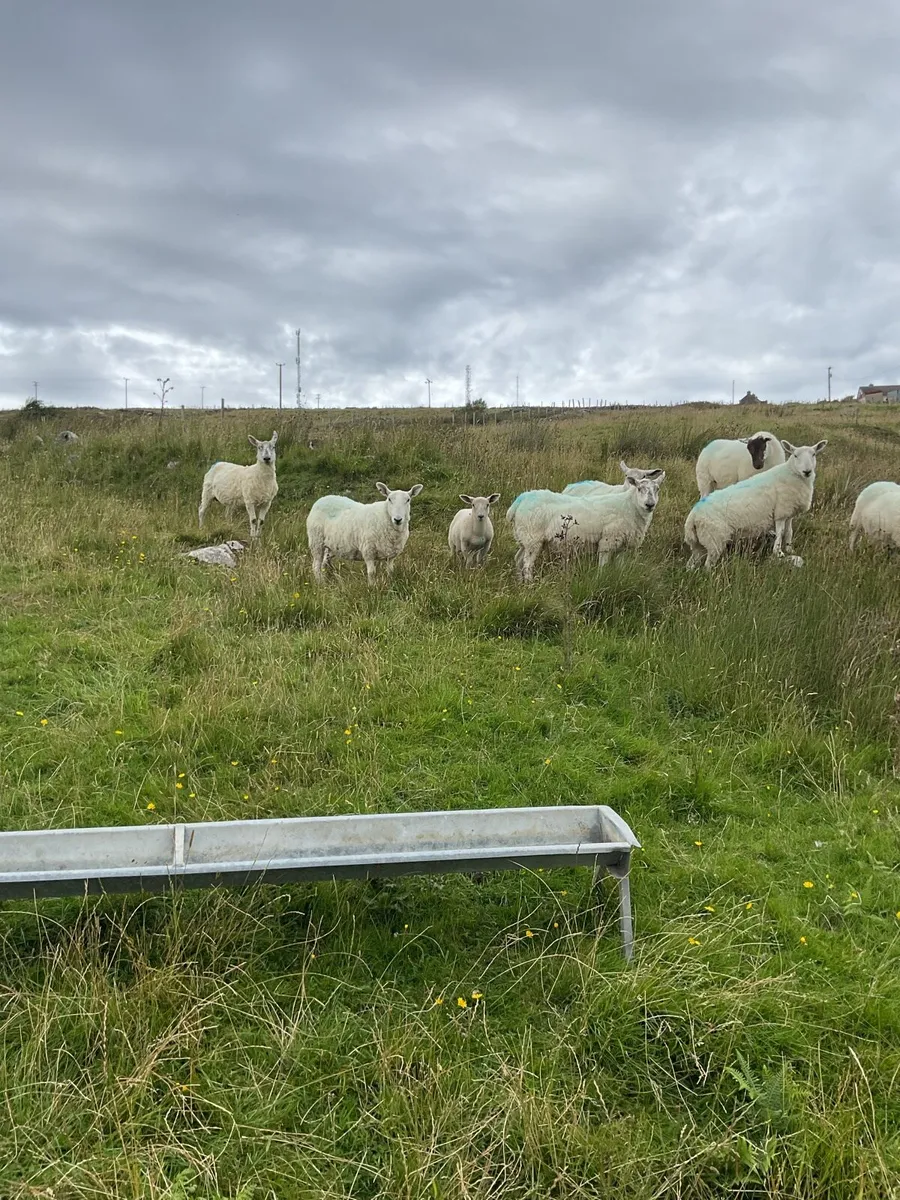 Sheep - Image 3