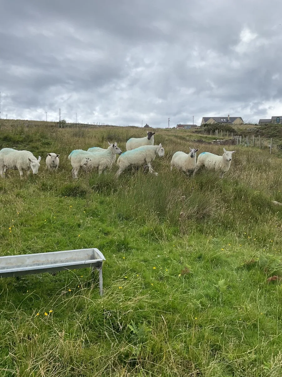 Sheep - Image 4