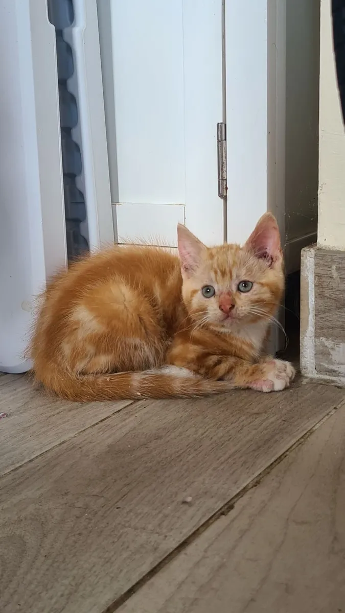 2 male kittens looking for good home - Image 3
