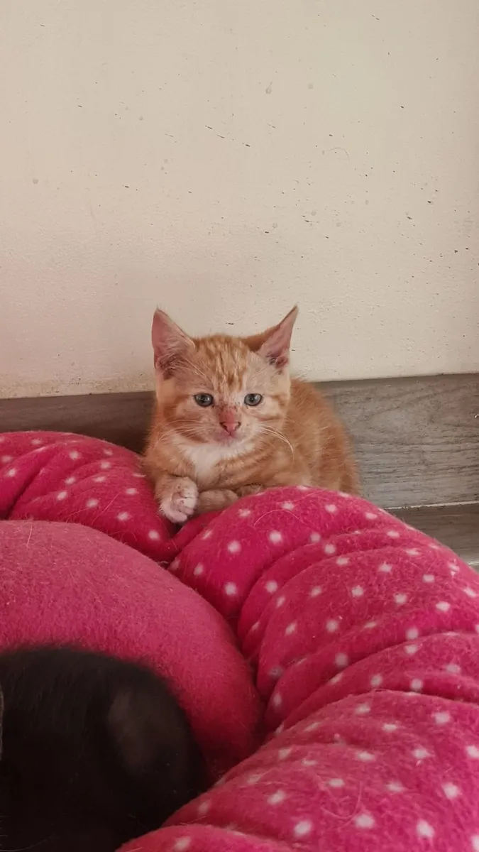 2 male kittens looking for good home - Image 2