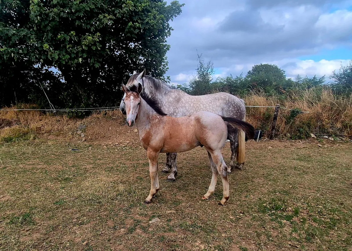Colt foal - Image 1