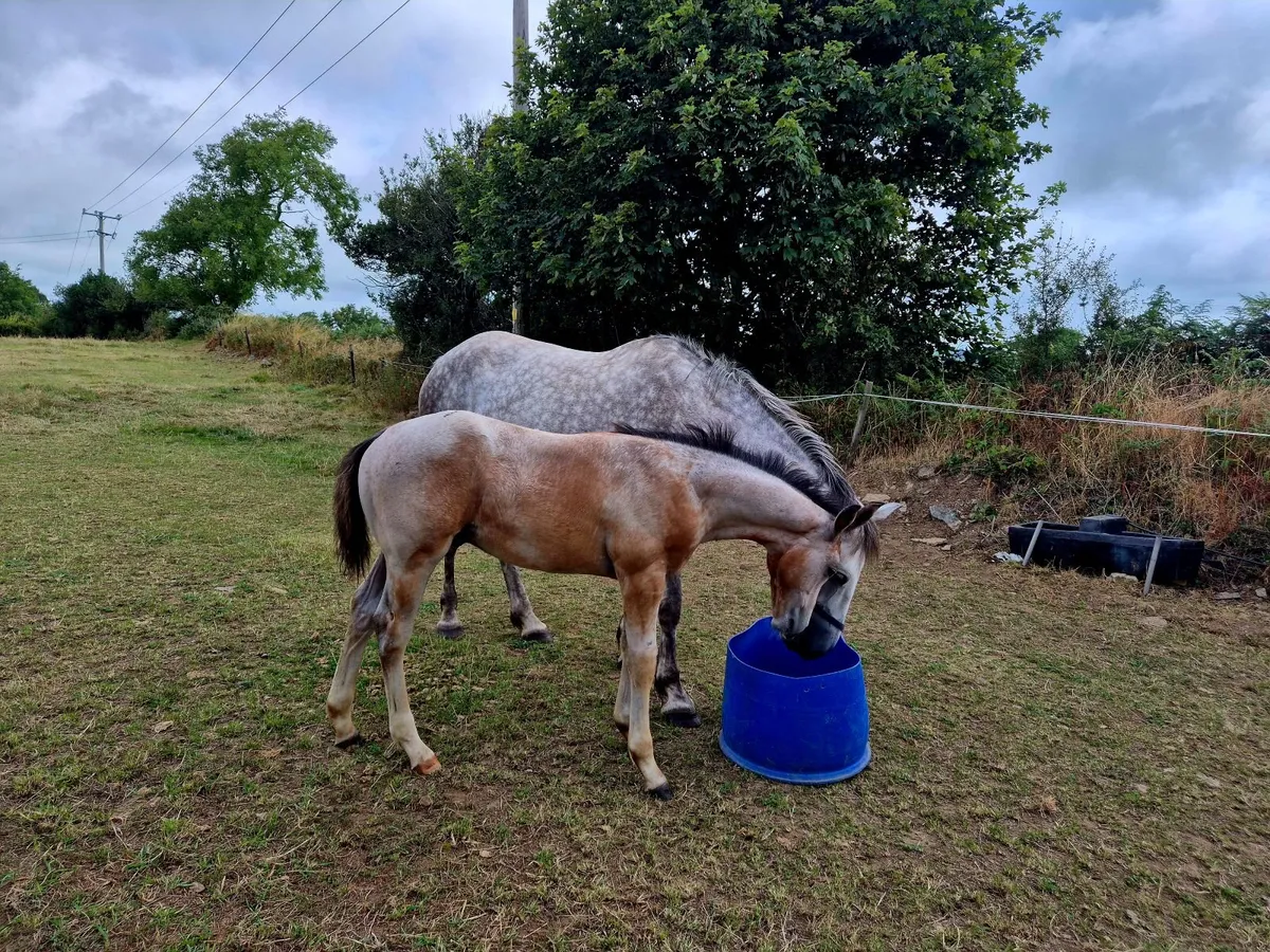 Colt foal - Image 3