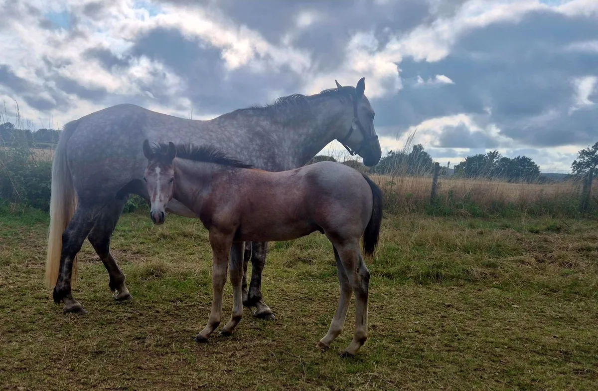 Colt foal - Image 4