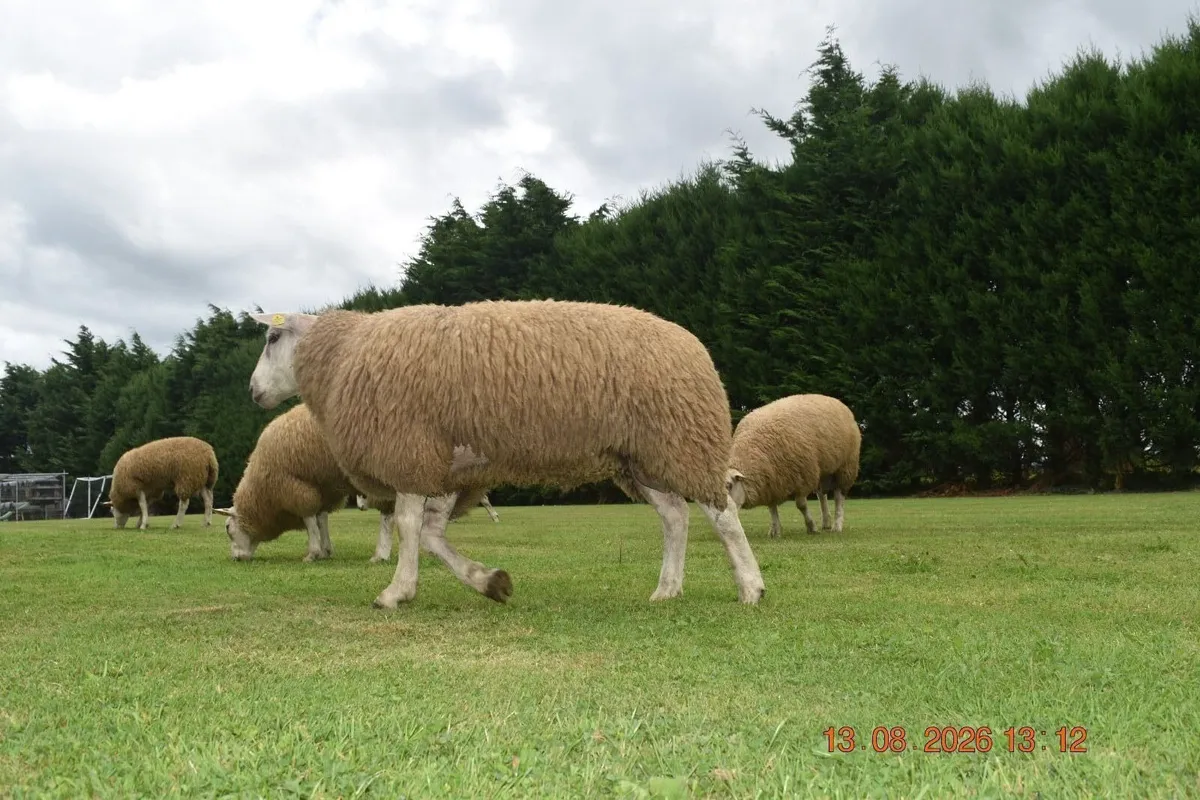 Pedigree Belclare Rams and ewes - Image 4