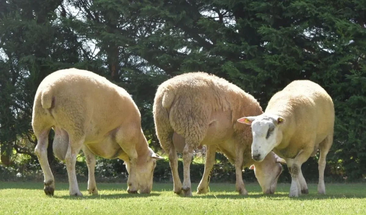 Pedigree Belclare Rams and ewes - Image 3