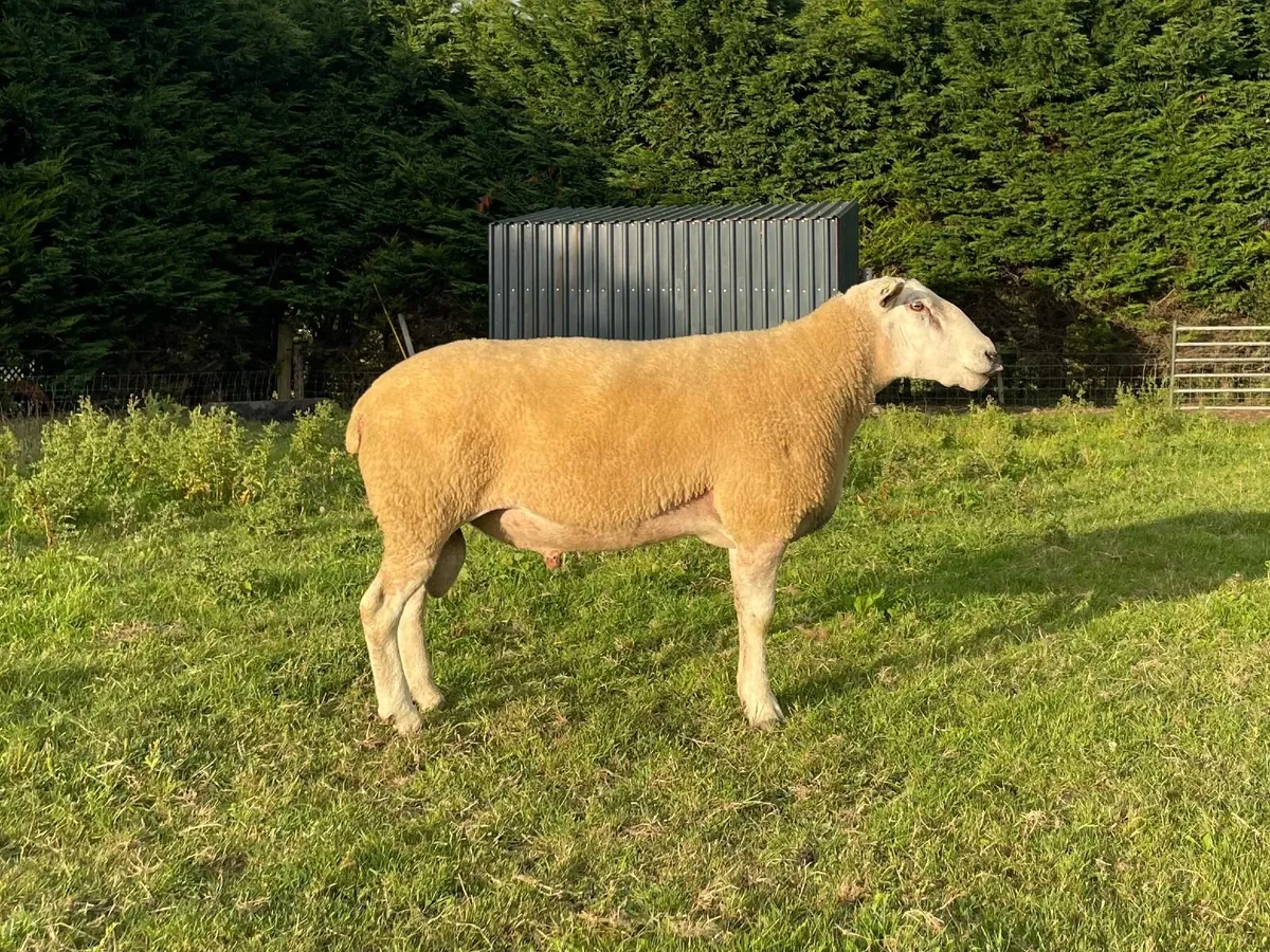 Pedigree Belclare Rams and ewes - Image 2