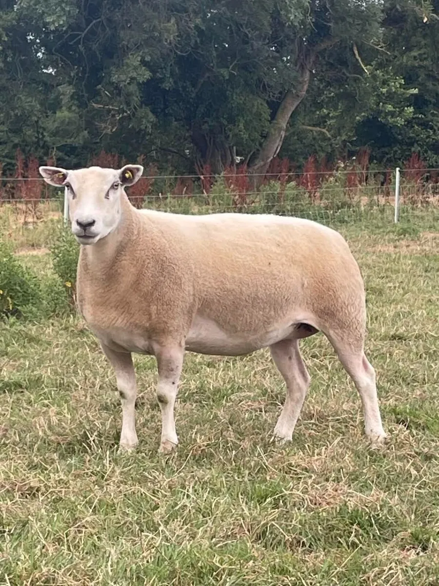 Pedigree Belclare Rams and ewes - Image 1
