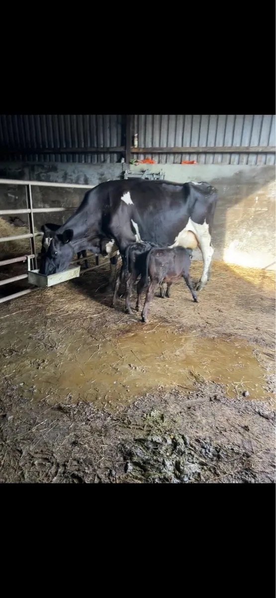 Cow and 2 calves - Image 1