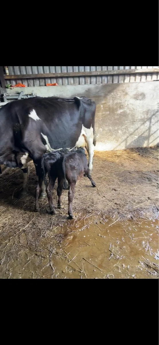 Cow and 2 calves - Image 2