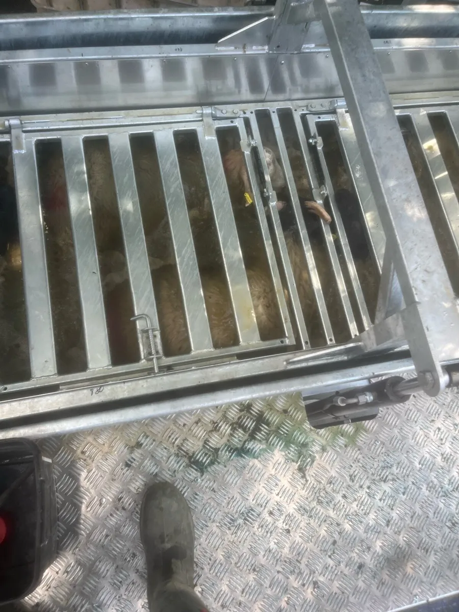 Mobile sheep dipping - Image 2